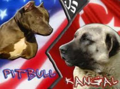 pitbull vs kangal