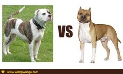 american bulldog vs american staffordshire terrier - care caine credeti ca va castiga