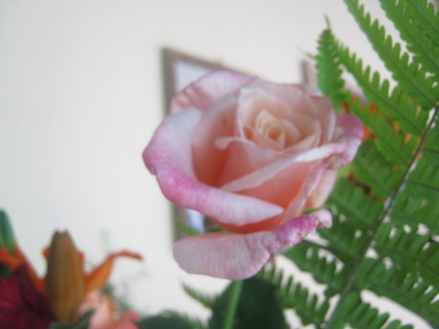 Picture 028 - florile  anului  2012