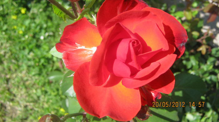 Picture 101 - florile  anului  2012