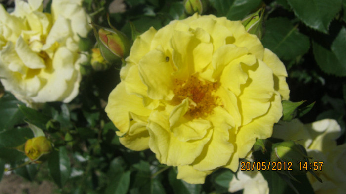 Picture 102 - florile  anului  2012
