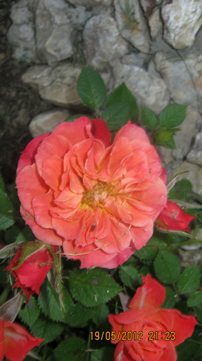 Picture 097 - florile  anului  2012