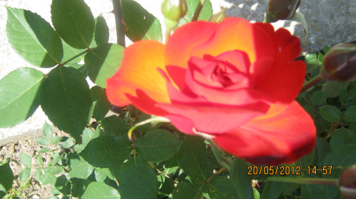 Picture 103 - florile  anului  2012