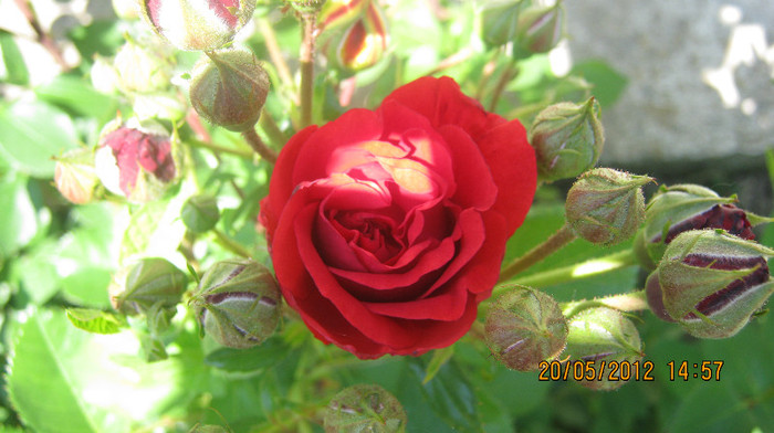 Picture 104 - florile  anului  2012