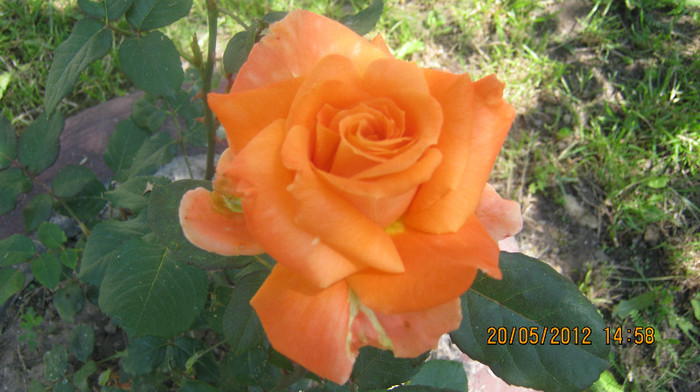 Picture 107 - florile  anului  2012