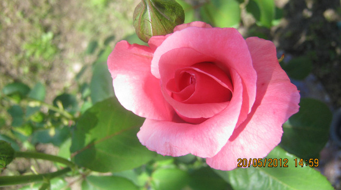 Picture 108 - florile  anului  2012