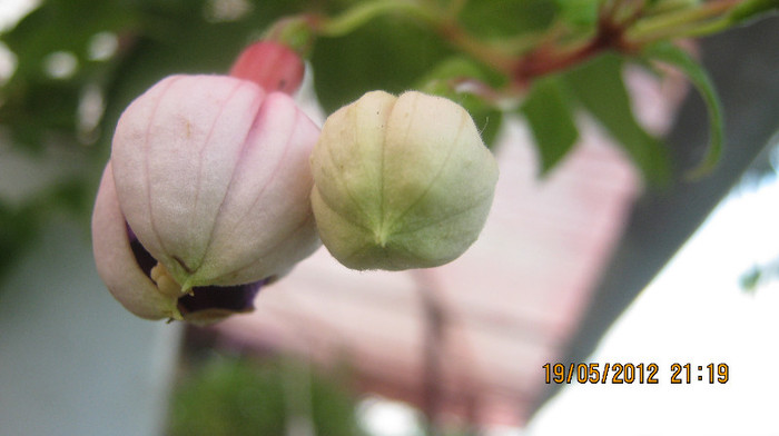 Picture 090 - florile  anului  2012
