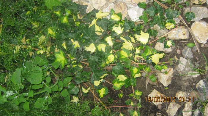 Picture 095 - florile  anului  2012