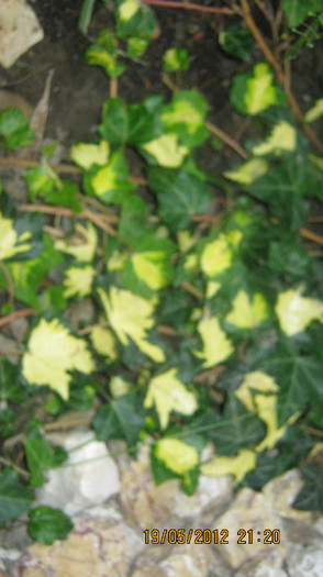 Picture 094 - florile  anului  2012