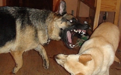 german shepherd vs golden retriever - care caine credeti ca va castiga