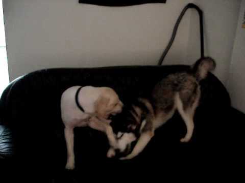 golden retriever vs husky - care caine credeti ca va castiga