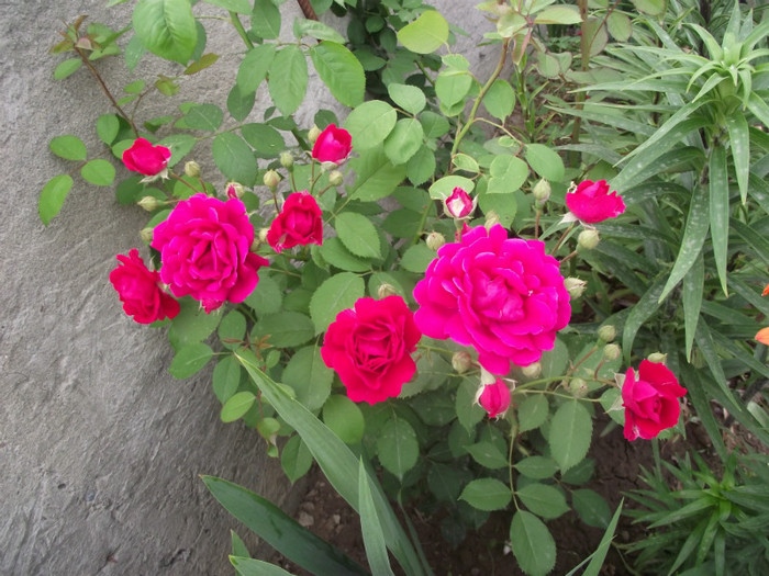 DSCF7201 - crini si trandafiri