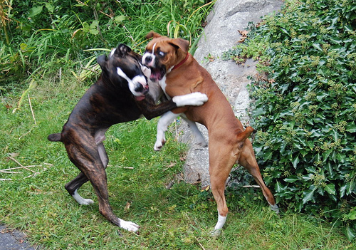 pitbull vs boxer