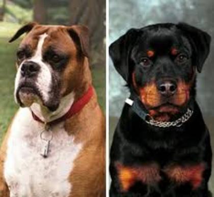 boxer vs rottweiler - care caine credeti ca va castiga