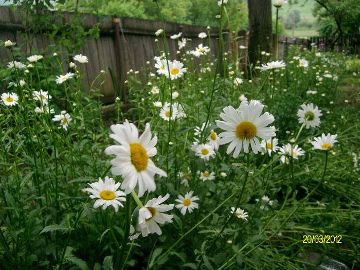 SANY2282 - 5-inceput de primavara-vara