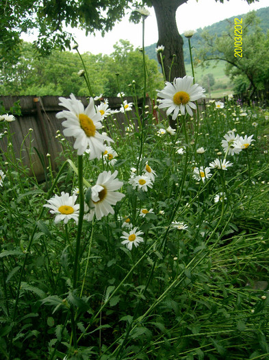 SANY2283 - 5-inceput de primavara-vara