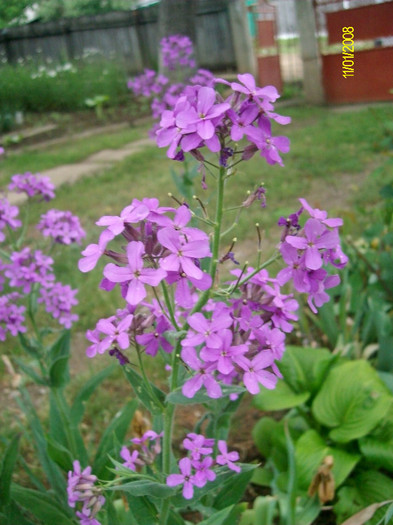 SANY2215 - 5-inceput de primavara-vara