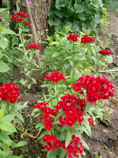 SANY2265 - 5-inceput de primavara-vara