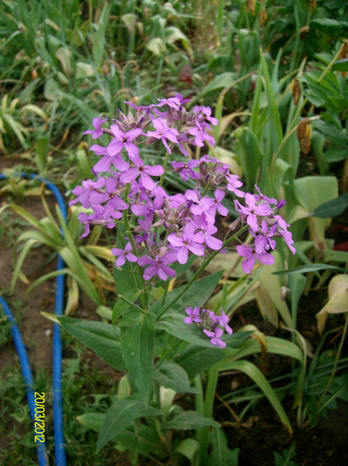 SANY2267 - 5-inceput de primavara-vara