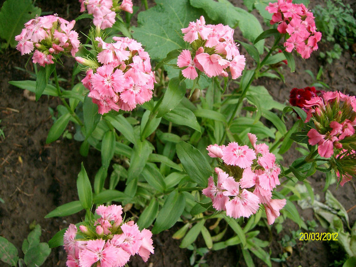 SANY2269 - 5-inceput de primavara-vara