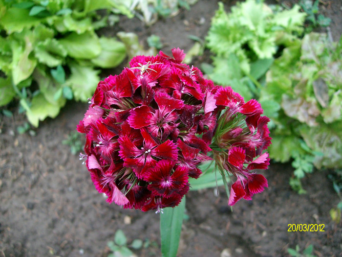 SANY2270 - 5-inceput de primavara-vara