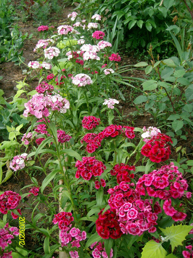 SANY2271 - 5-inceput de primavara-vara