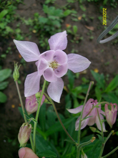 SANY2273 - 5-inceput de primavara-vara