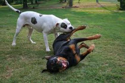 american bulldog vs rottweiler - care caine credeti ca va castiga