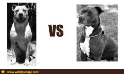 cordoba vs pitbull - care caine credeti ca va castiga