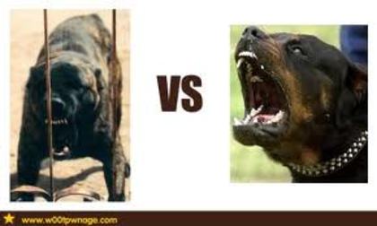 dogo sardesco vs rottweiler - care caine credeti ca va castiga