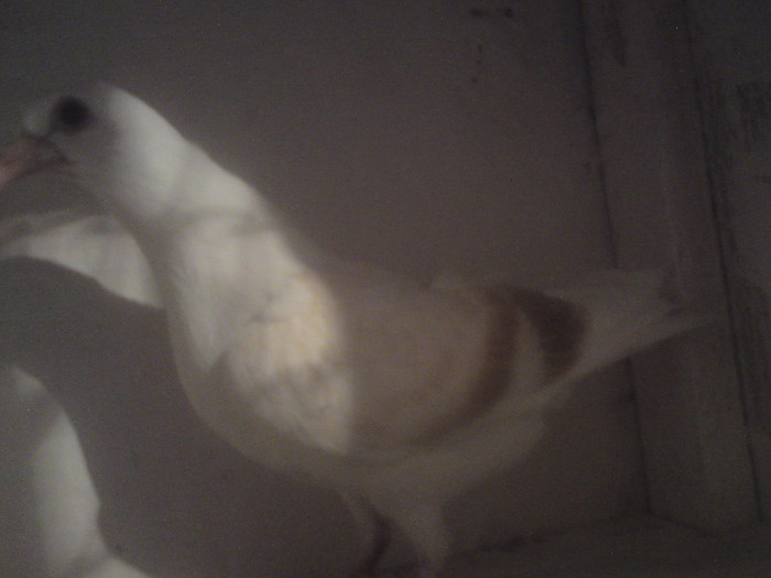 pui  list pe ciocolatiu