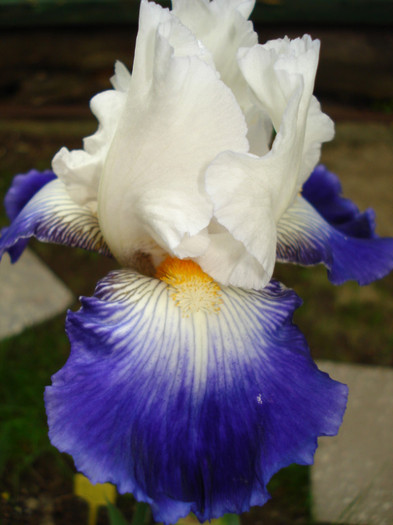 100a. "Ruban Bleu"