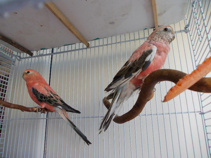 EI DOI - 2__3 Prima mea pereche de Neophena Bourki sau Bourkes Parakeet