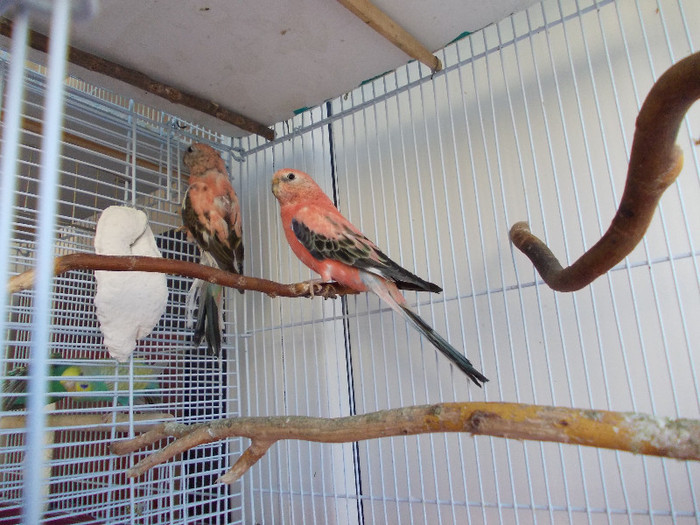 EI DOI - 2__3 Prima mea pereche de Neophena Bourki sau Bourkes Parakeet