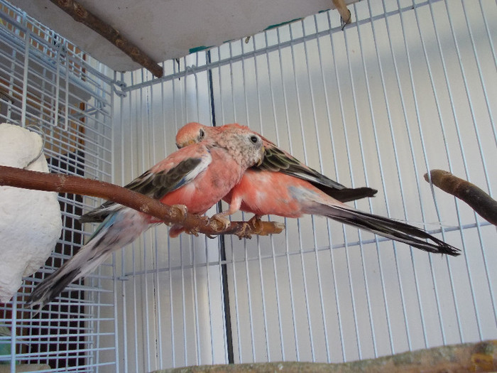 EI DOI - 2__3 Prima mea pereche de Neophena Bourki sau Bourkes Parakeet