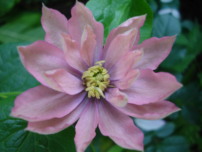si in 20.05.2012 - Clematis 2012