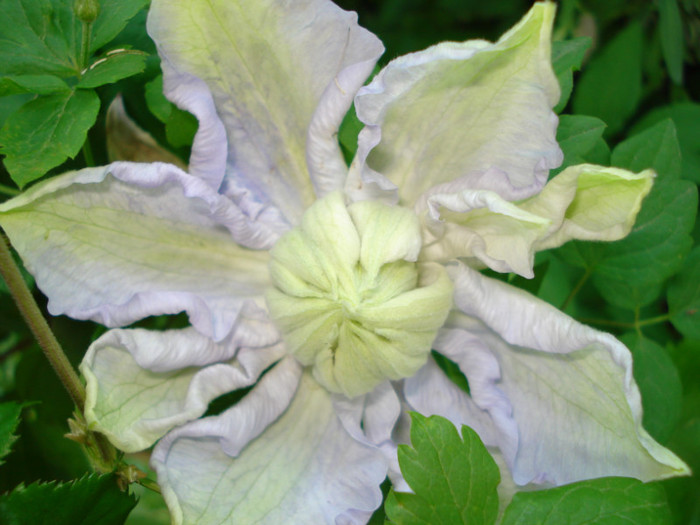 "Veronicas Choice", 19.05.2012 - Clematis 2012