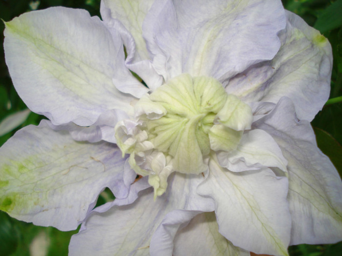 DSC00293 - Clematis 2012