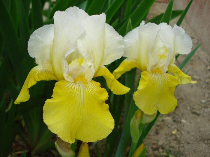 126. "Tulip Festival"