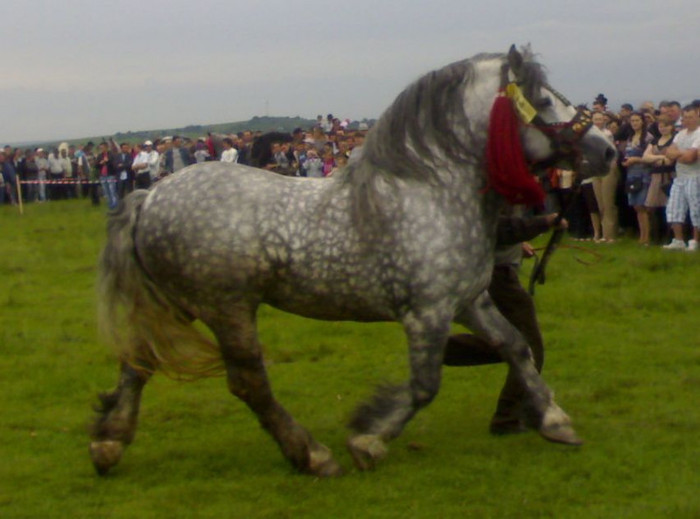 20052012014 - cai horodnicul de sus