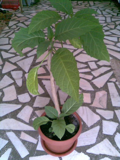 20.05.2012 de la mihaelaciucanu