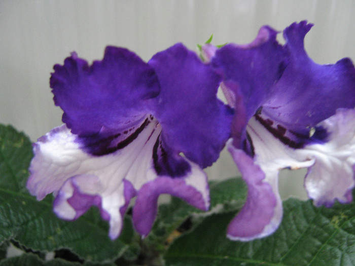  - streptocarpus Chevrolet