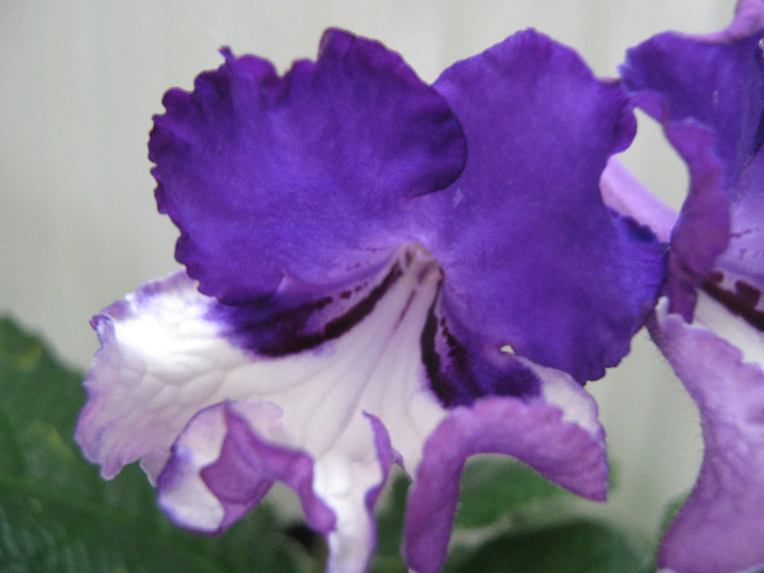  - streptocarpus Chevrolet