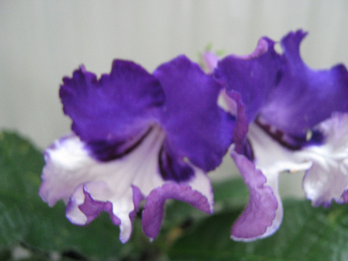  - streptocarpus Chevrolet