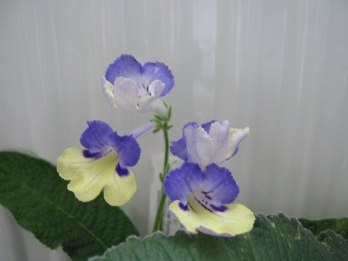  - streptocarpus Harlequin Blue