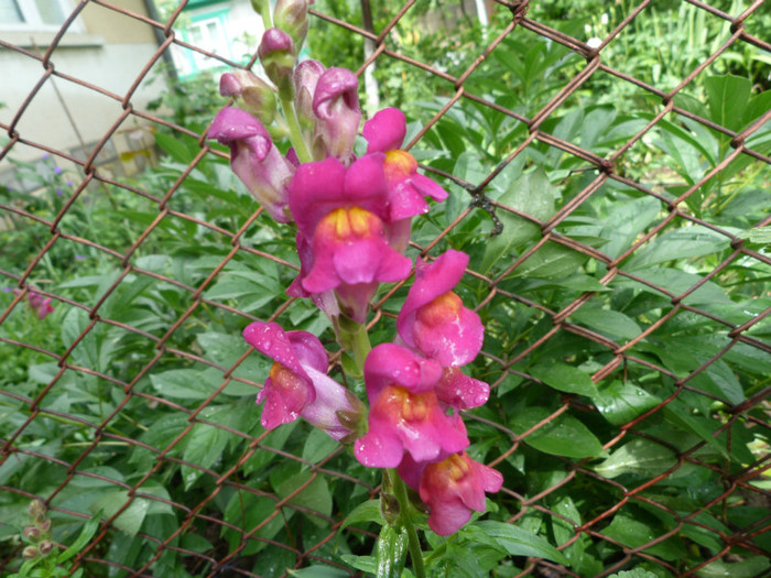 P1050654