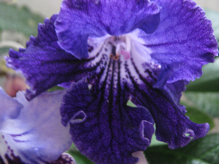  - streptocarpus Justa