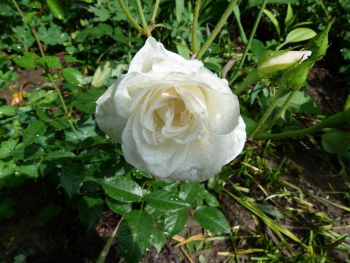 P1050657