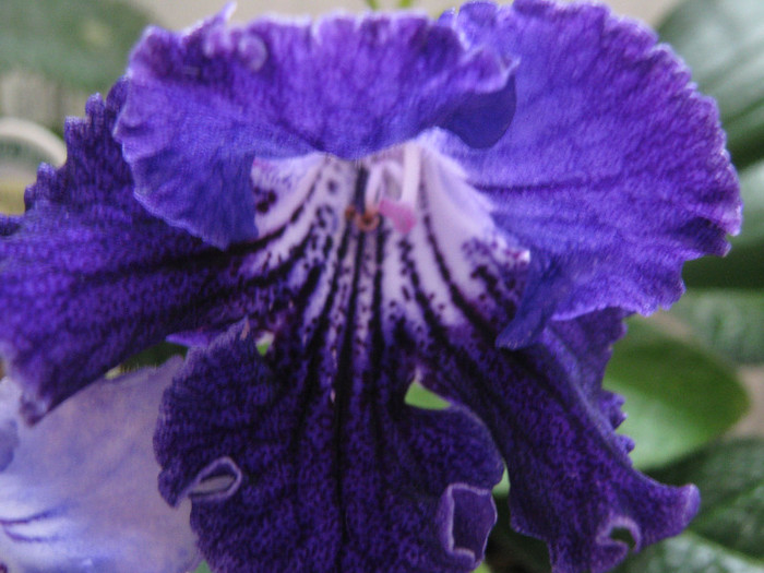  - streptocarpus Justa