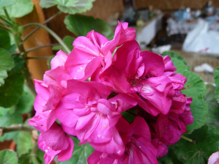 P1050666